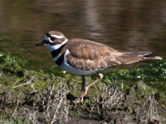 Killdeer