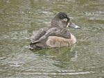 Ring-necked Duck (f)