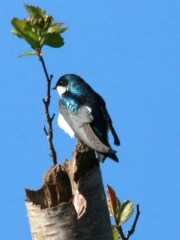 Tree Swallow (m)