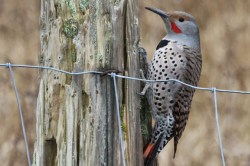 Northern Flicker (TC)