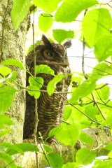 Great Horned Owl