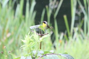 Common Yellowthroat (m) 