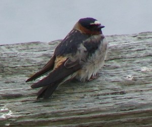 Cliff Swallow Iona July 20,2011