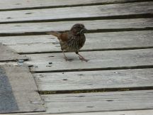 SongSparrow_nesting
