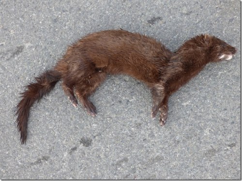 dead Mink at Westham Island (RM)