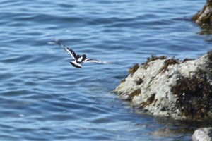 Black Turnstone (Terry Carr photo)