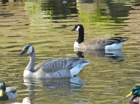 Grey Goose & Canada Goose