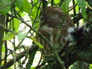 Saw-whet With Chickadee Remains jpg