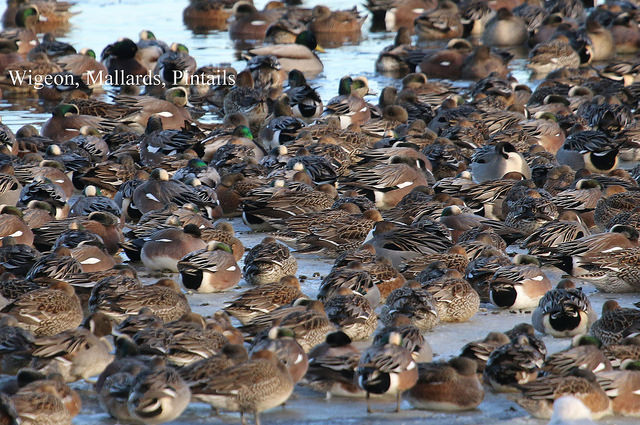 tc_wigeon_mallard_pintail