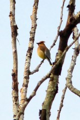 Cedar Waxwing