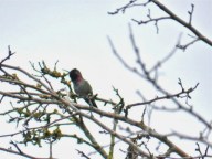 Anna's Hummingbird (KB)