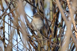 Bewick's Wren (DM)