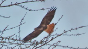 Red-Tail2