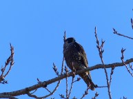 Peregrine Falcon (LS)