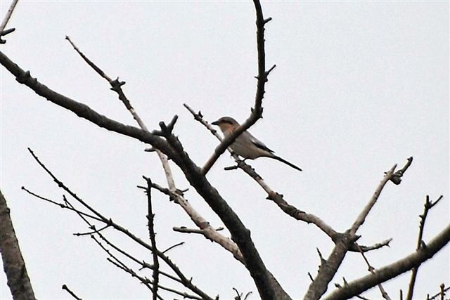 Shrike, Northern, BBRP Dike 2009 (19 OCT)
