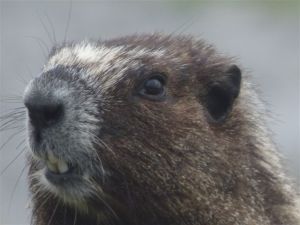 Hoary Marmot (RM)