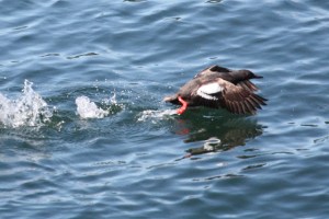 Pigeon Guillemot (Terry Carr photo)