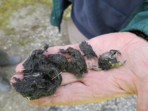 BBRP Box: pellets on the ground