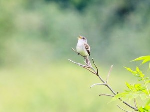 Willow Flycatcher  (Jonathan Mwenifumbo Photo)