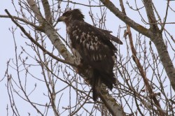 Bald Eagle (juv) (TC)