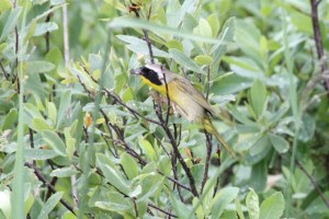 Common Yellowthroat (Terry Carr Photo)