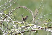 Marsh Wren