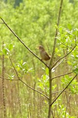 Marsh Wren