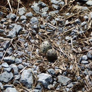 Killdeer Nest