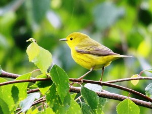 S_Yellow_Warbler_IMG_0204