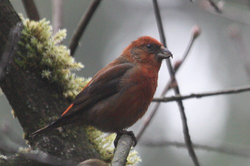 Red Crossbill (m)