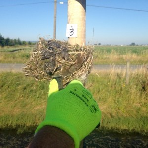Tree Swallow nest w. 4 dead chicks