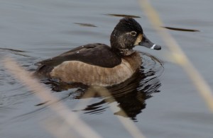 Ring-necked Female