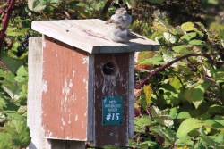 House Sparrow (TC)