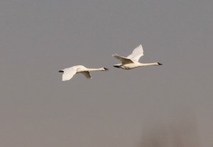 Trumpeter Swans (TC)