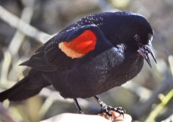 Red-winged Blackbird (GB)