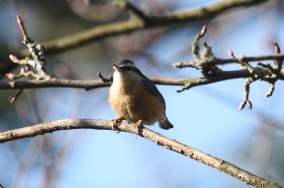 Red-breasted Nuthatch (m)