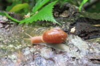 David_snail_IMG_8919