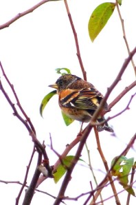  Brambling Photo by Marion Shikaze