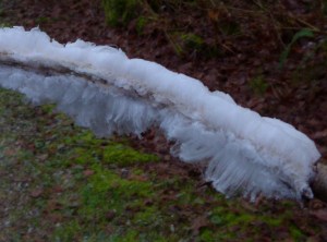 Hoar Frost on Branch