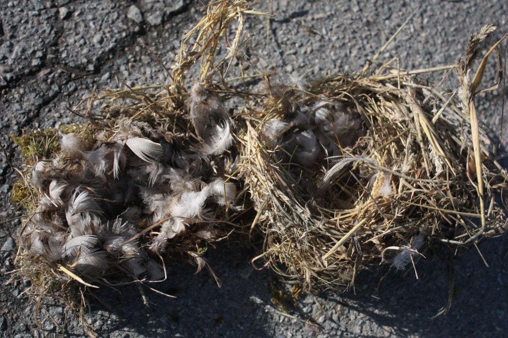 Nests separated (Chickadee & Sparrow)
