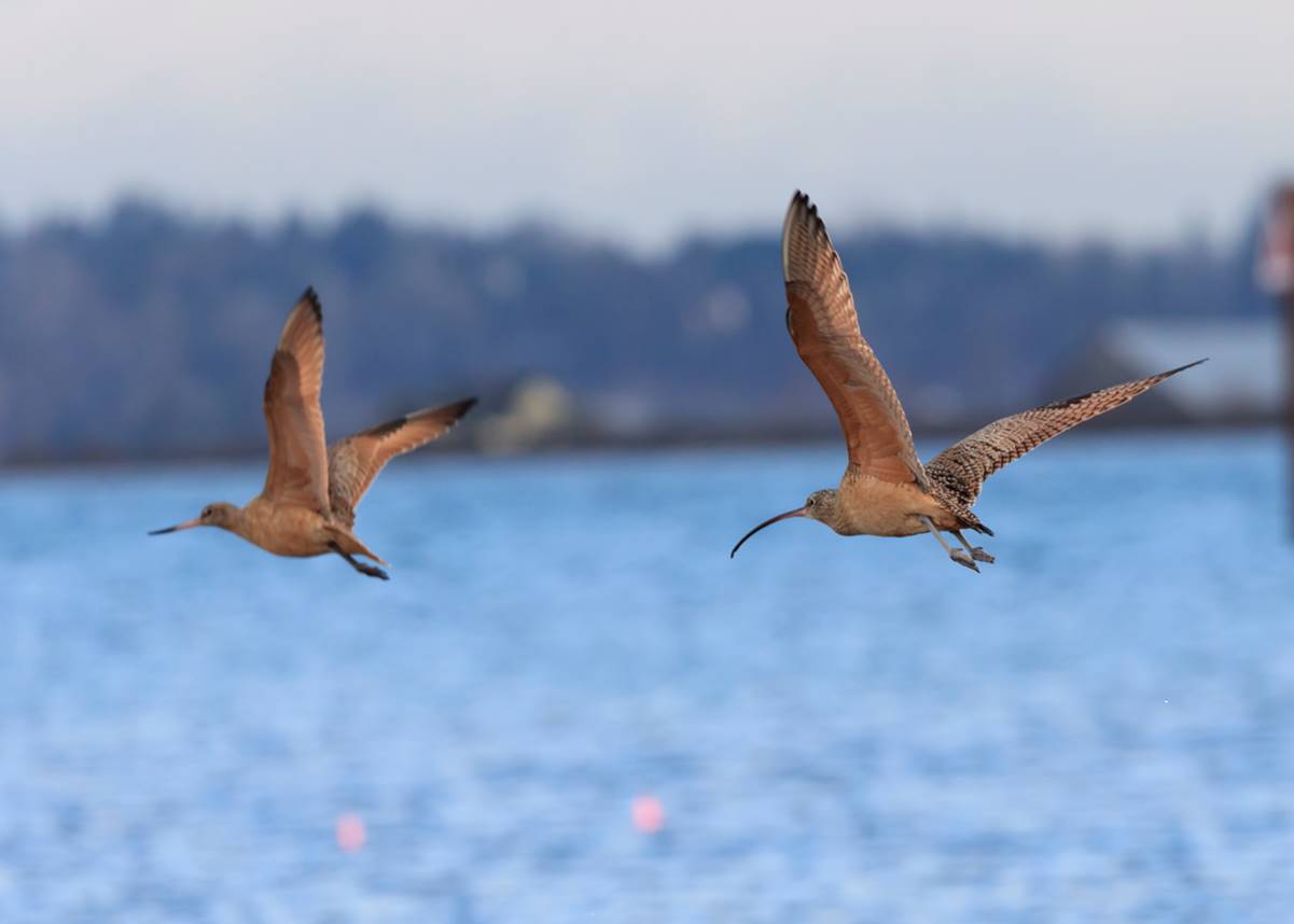 Rena_Curlew_Godwit_fly
