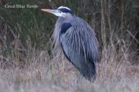 Great Blue Heron (TC)