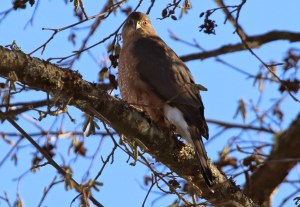 Cooper's Hawk (TC)