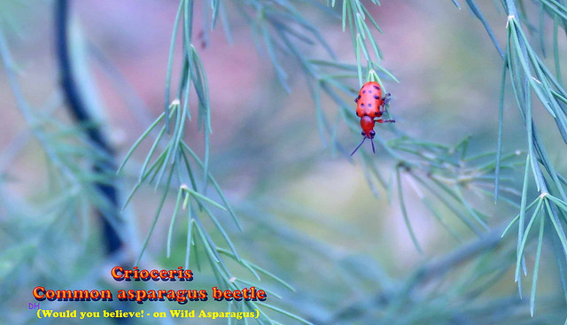 DH_Asparagus_beetle