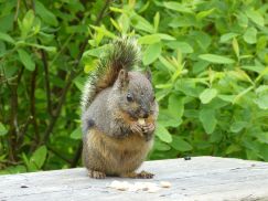 DouglasSquirrel