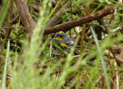 Yellow-rumped (Audubon) Warbler