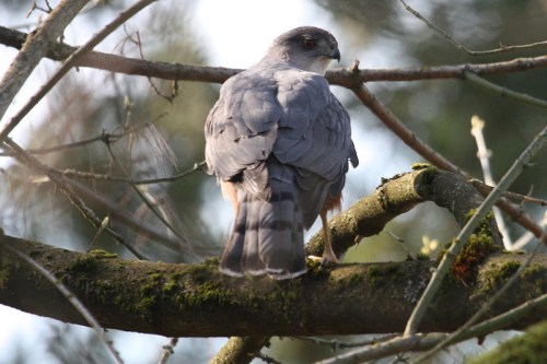 Cooper's Hawk