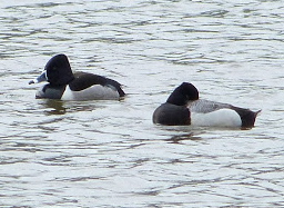 Ring-necked Duck (l) and Lesser Scaup (r)