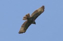 Red-tailed Hawk (TC)