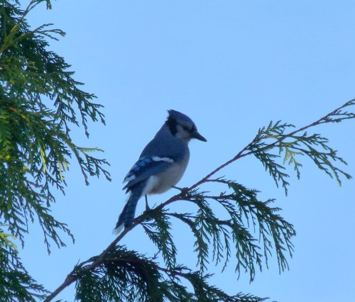Blue JaY 215 Gamma St. N. Burnaby Nov 21, 2013